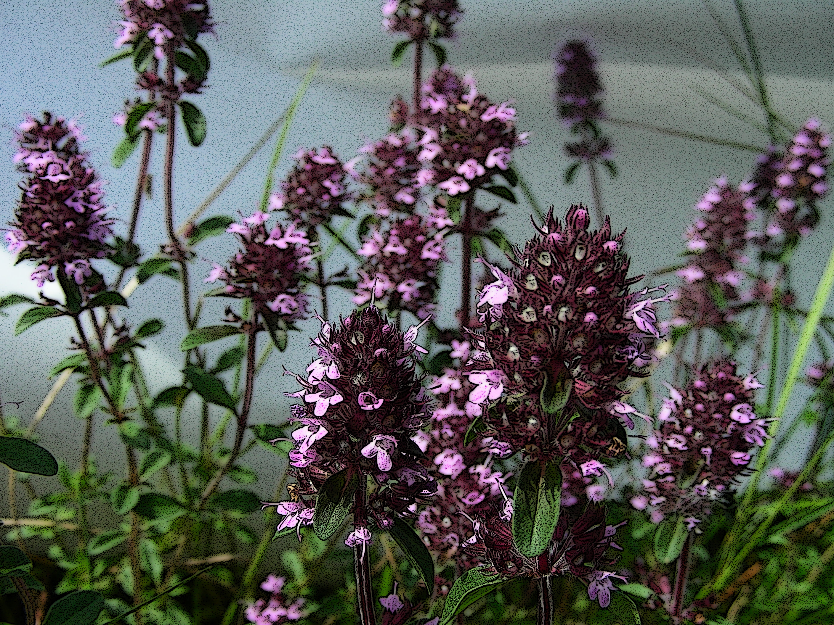 Thymian wächst auf dser Schlade